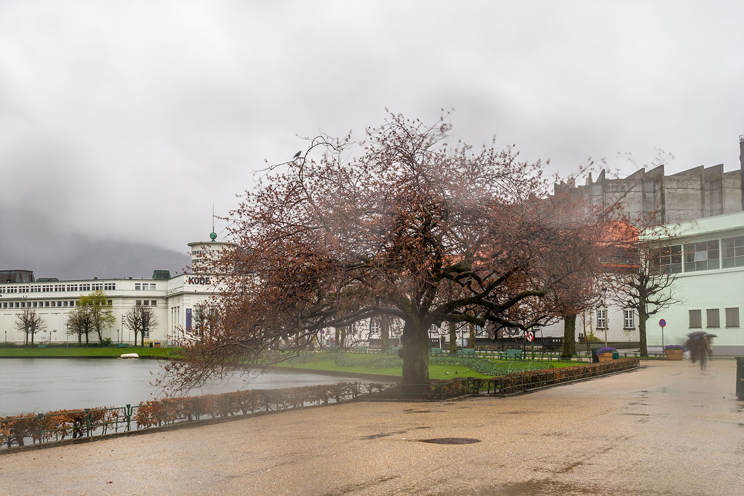 Bare cherry tree branches with tiny buds under low clouds in Bergen.