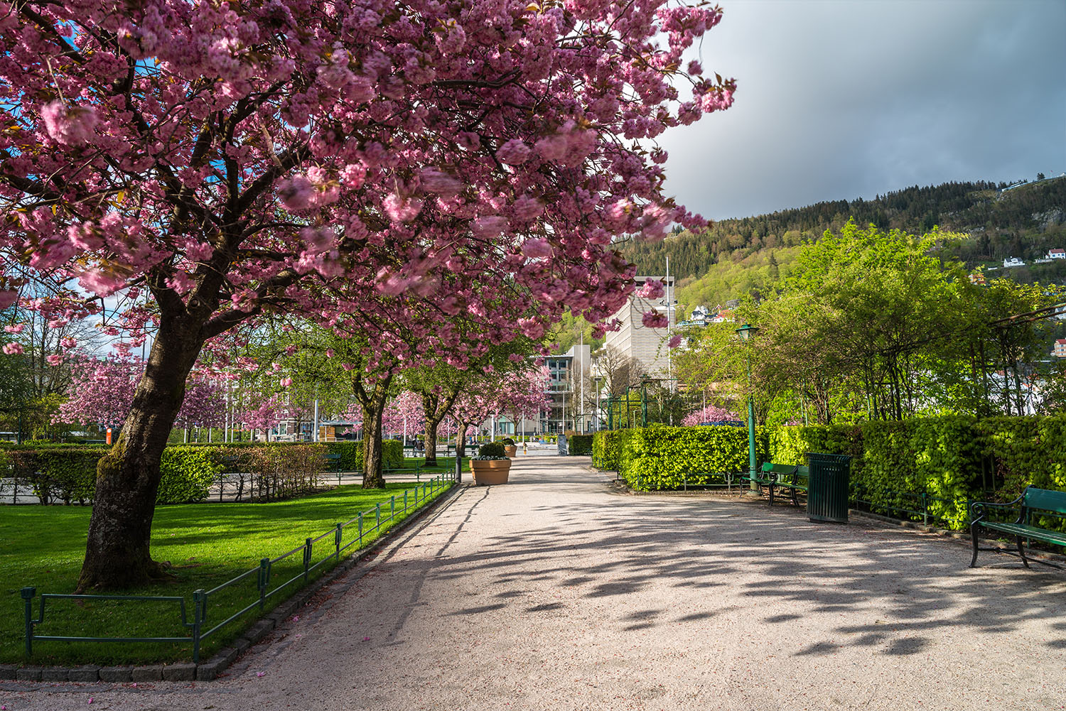 Cherry tree in full pink bloom against a backdrop of sun and clouds.